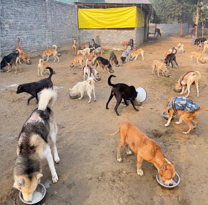 Bezubaan Saathi Animal Trust